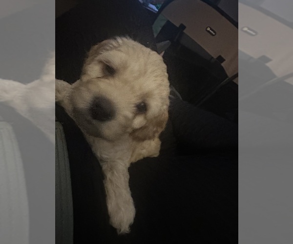 Medium Photo #26 Cock-A-Poo-Maltipoo Mix Puppy For Sale in SIMPSONVILLE, SC, USA