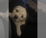 Small #25 Cock-A-Poo-Maltipoo Mix