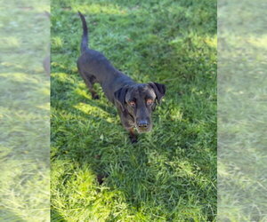 Winnie - Female Labrador Retriever-Unknown Mix Dog for Adoption - Photo #3
