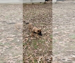 Small #2 German Shepherd Dog-Mutt Mix