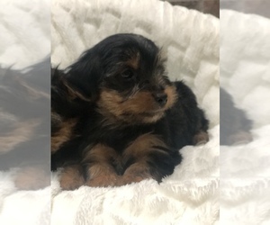 Yorkshire Terrier Puppy for Sale in MURRAYVILLE, Georgia USA