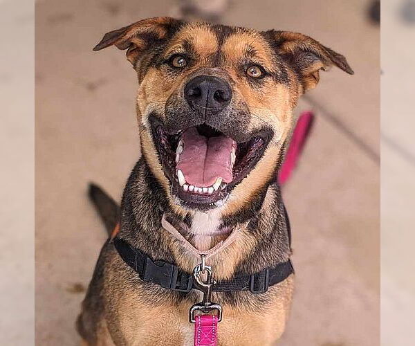 Medium Photo #1 American Staffordshire Terrier-German Shepherd Dog Mix Puppy For Sale in Cottonwood, AZ, USA