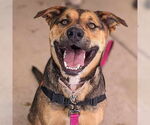Small American Staffordshire Terrier-German Shepherd Dog Mix