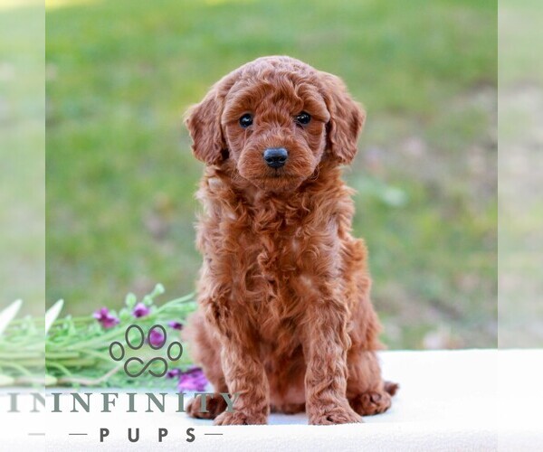 Medium Photo #1 Goldendoodle (Miniature) Puppy For Sale in LITITZ, PA, USA