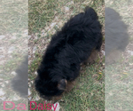 Small #2 Yorkshire Terrier