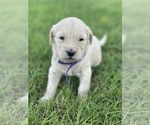 Small Photo #9 Goldendoodle Puppy For Sale in LUBBOCK, TX, USA