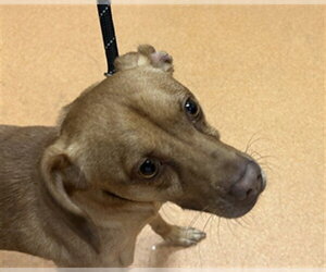 Chihuahua-Unknown Mix Dogs for adoption in Martinez, CA, USA