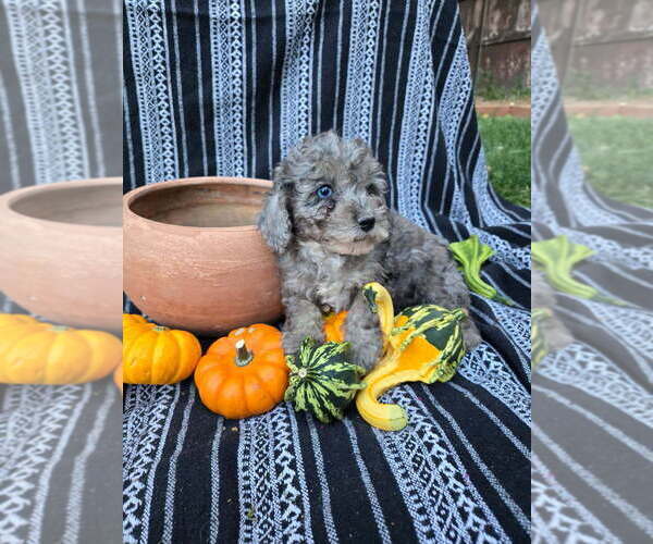 Medium Photo #1 Poodle (Miniature) Puppy For Sale in CANON CITY, CO, USA
