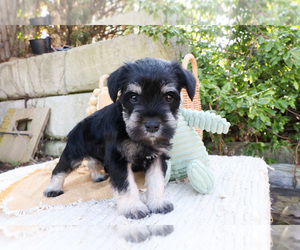 Schnauzer (Miniature) Puppy for sale in SYRACUSE, IN, USA
