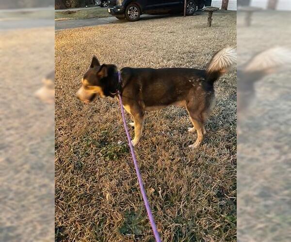 Medium Photo #1 Siberian Husky Puppy For Sale in Houston, TX, USA