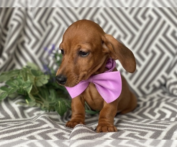 Medium Photo #6 Dachshund Puppy For Sale in CEDAR LANE, PA, USA