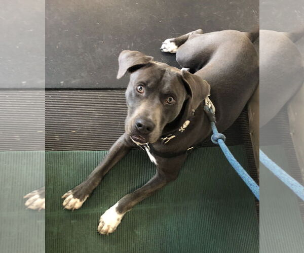 Medium Photo #20 American Staffordshire Terrier-Labrador Retriever Mix Puppy For Sale in Holly Springs, NC, USA