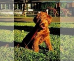 Small Photo #7 Labradoodle Puppy For Sale in SUTHERLIN, OR, USA