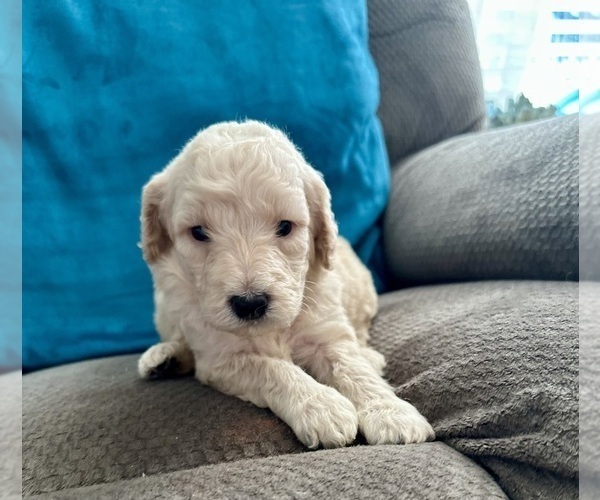 Medium Photo #2 Goldendoodle Puppy For Sale in PENSACOLA, FL, USA