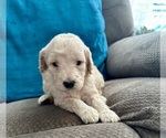 Small #1 Goldendoodle
