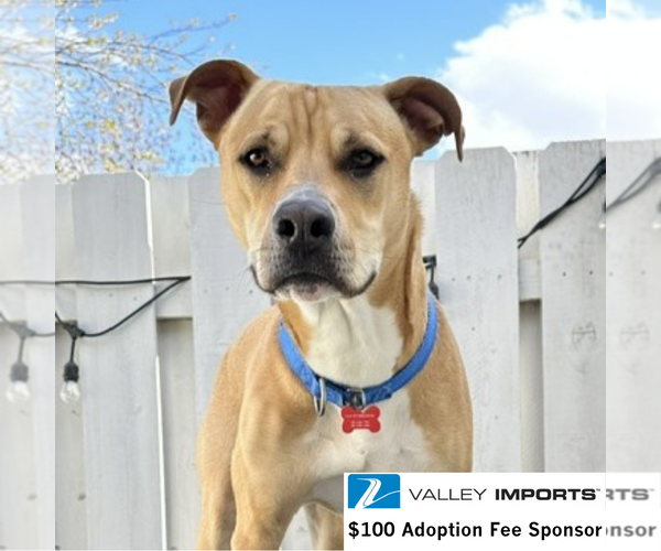 Medium Photo #4 Mutt Puppy For Sale in Fargo, ND, USA