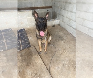 Belgian Malinois Puppy for sale in GREENVILLE, SC, USA