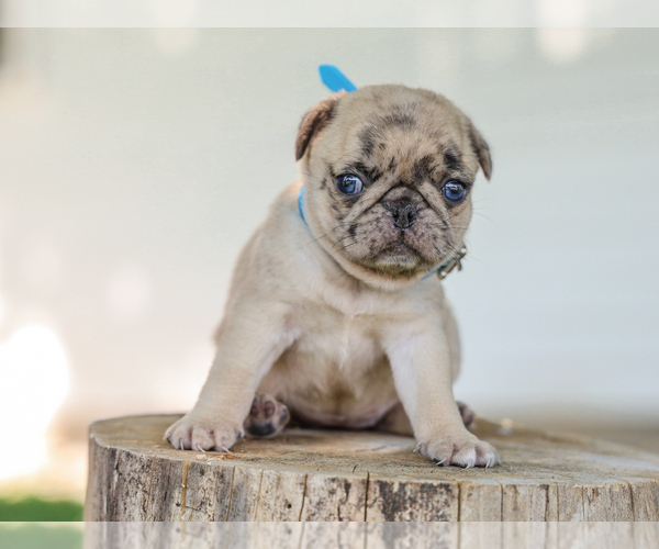 Medium Photo #5 Pug Puppy For Sale in LIBERTY, KY, USA
