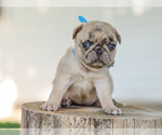 Small #4 Pug