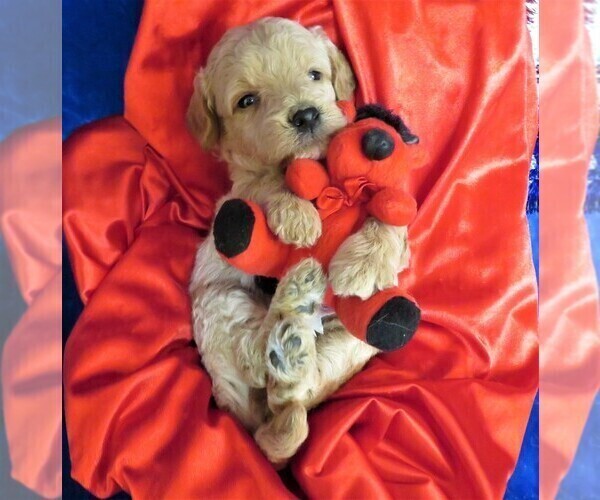 Medium Photo #1 Goldendoodle (Miniature) Puppy For Sale in GROVESPRING, MO, USA