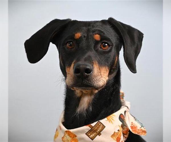 Medium Photo #1 Doberman Pinscher-Unknown Mix Puppy For Sale in Fort Collins, CO, USA