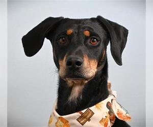 RAVEN - Female Doberman Pinscher-Unknown Mix Dog for Adoption