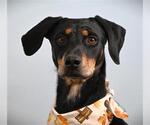 RAVEN - Female Doberman Pinscher-Unknown Mix Dog for Adoption - Small photo