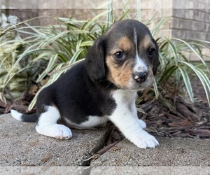 Beagle Puppy for sale in FORDLAND, MO, USA