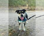 Small #2 Rottweiler Mix