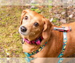 Small #1 Dachshund Mix