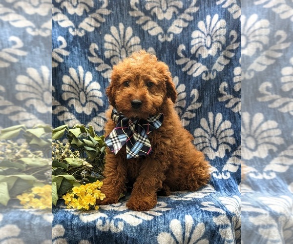 Medium Photo #1 Goldendoodle (Miniature) Puppy For Sale in LINCOLN UNIVERSITY, PA, USA