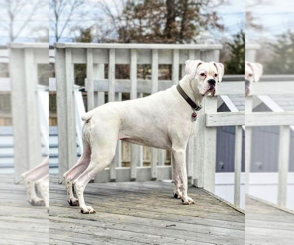 Medium Photo #1 Boxer Puppy For Sale in Dumont, NJ, USA