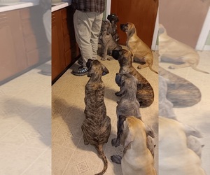 Great Dane Puppy for sale in FORT MITCHELL, KY, USA