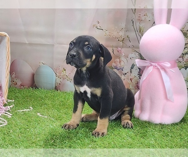 Medium Photo #9 Catahoula Leopard Dog Puppy For Sale in CUMBY, TX, USA