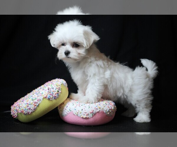 Medium Photo #3 Maltese Puppy For Sale in ROCK VALLEY, IA, USA