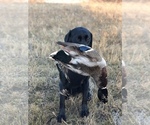 Small Photo #15 Labrador Retriever Puppy For Sale in SPRING HILL, TN, USA
