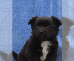 Small Photo #40 Chihuahua Puppy For Sale in HAYES, VA, USA