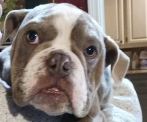 English Bulldog Litter for sale in MCALESTER, OK, USA