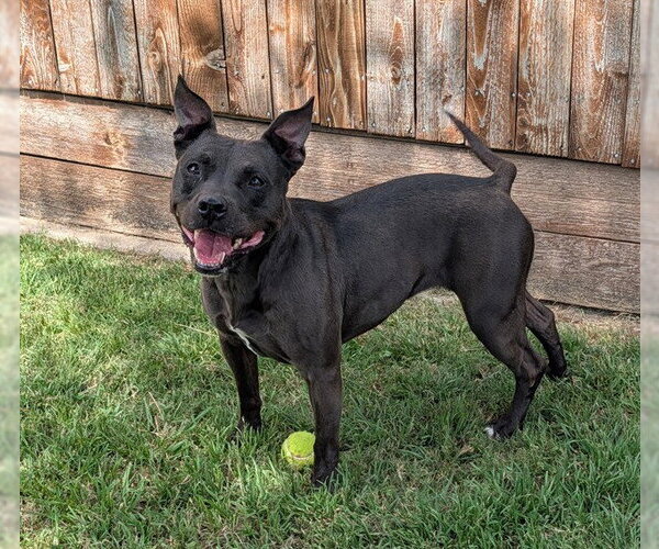 Medium Photo #2 Staffordshire Bull Terrier-Unknown Mix Puppy For Sale in Plano, TX, USA