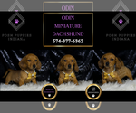 Small #5 Dachshund