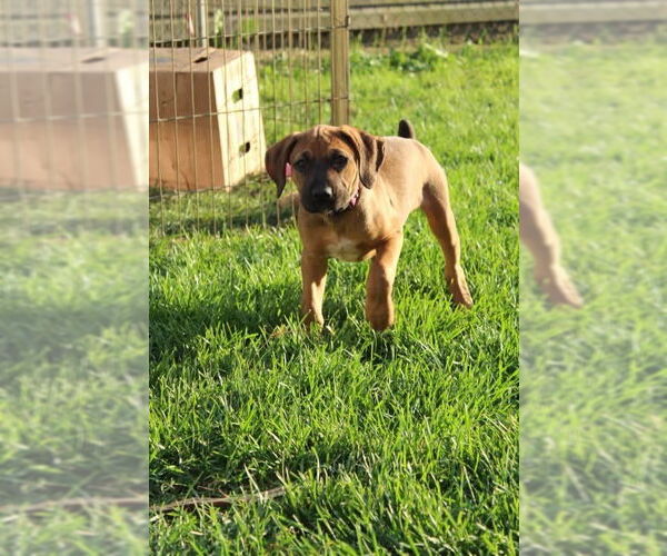 Medium Photo #12 Boxer Puppy For Sale in Clinton , MI, USA