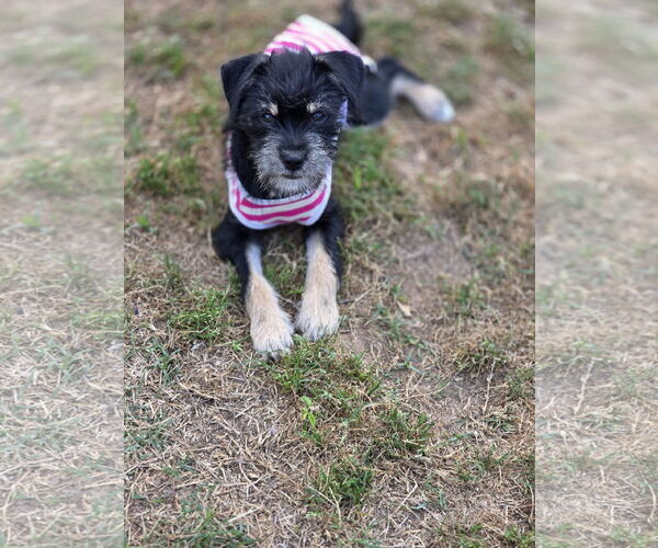 Medium Photo #9 Mutt Puppy For Sale in Rosenberg, TX, USA