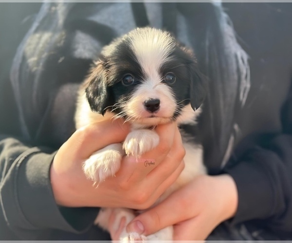 Medium Photo #1 Papillon Puppy For Sale in MINNEAPOLIS, MN, USA