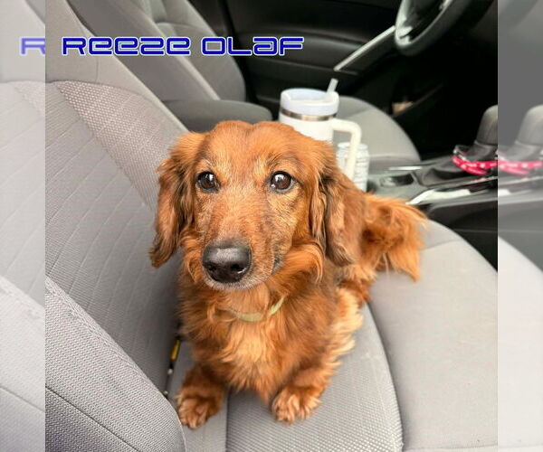 Medium Photo #4 Dachshund Puppy For Sale in San Antonio, TX, USA