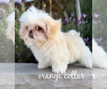Small #5 Shih Tzu