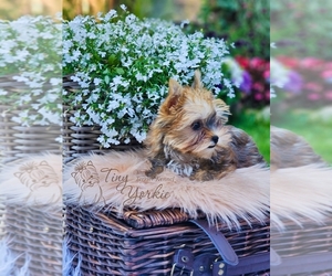 Yorkshire Terrier Puppy for sale in ORCHARDS, WA, USA