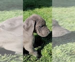 Small Photo #1 Great Dane Puppy For Sale in YAKIMA, WA, USA
