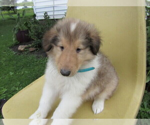Collie Puppy for sale in SYLVANIA, OH, USA