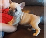 Puppy 3 French Bulldog