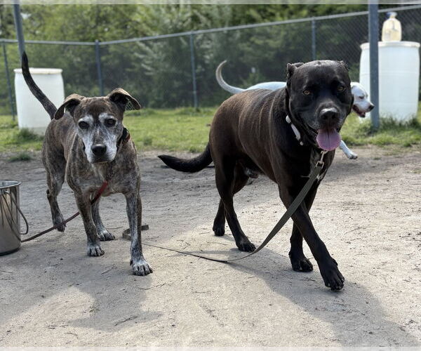 Medium Photo #4 Mutt Puppy For Sale in Virginia Beach, VA, USA